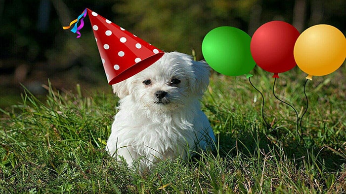 happy birthday stickers, pet photos, pet birthday, dog birthday, birthday stickers, LightX stickers