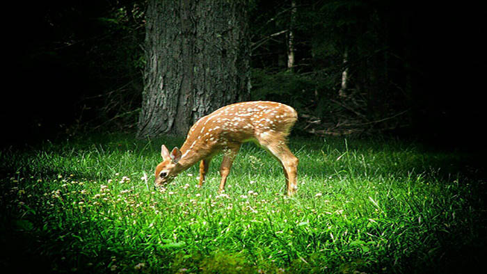 deer, wildlife, wildlife photography, outdoor photography, vignette effect, vignette