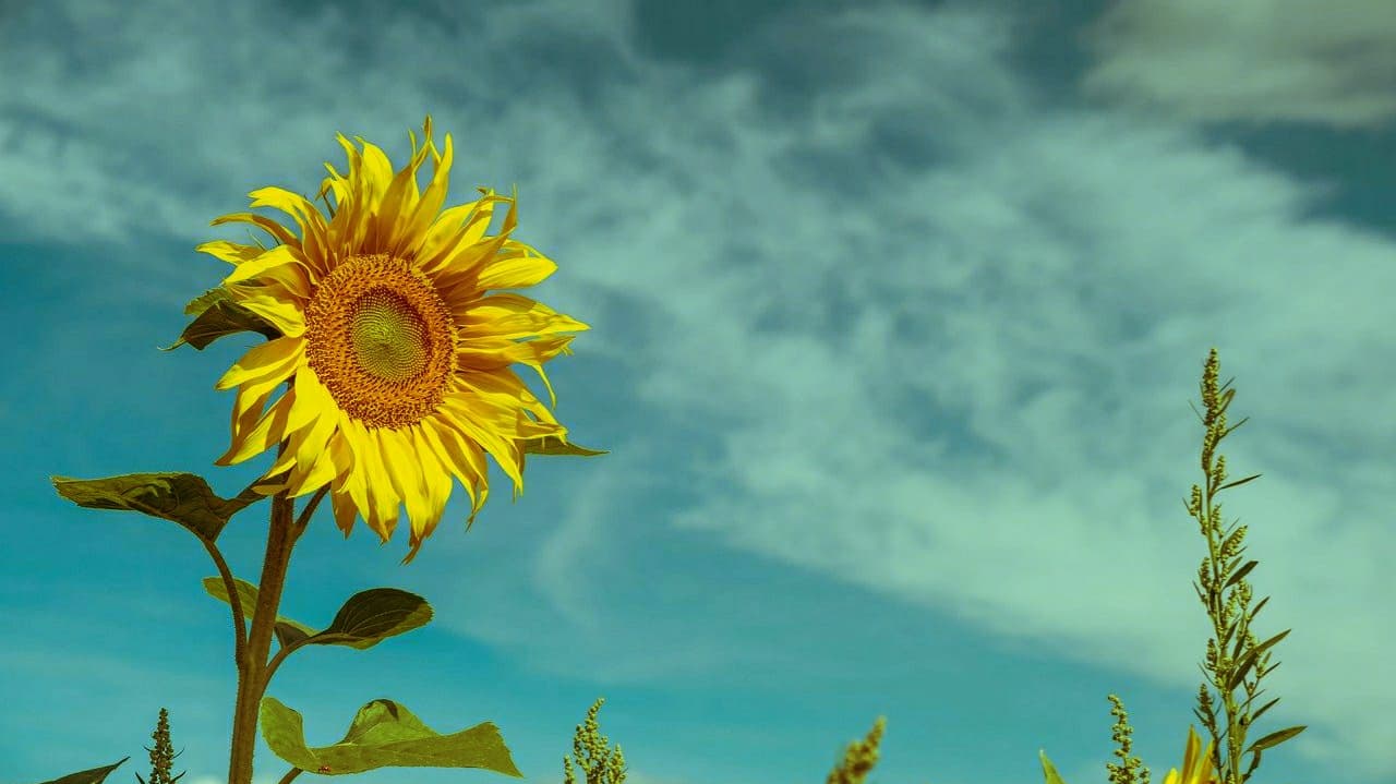 sunflower, sky, sunflower sky, how to make a photo look vintage